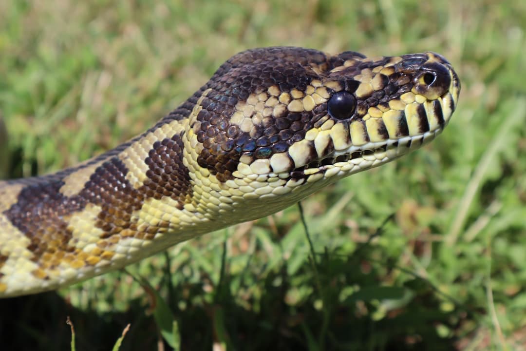 Boost Your Python Skills